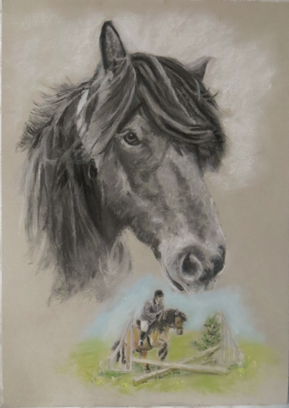 Highland Pony Portrait